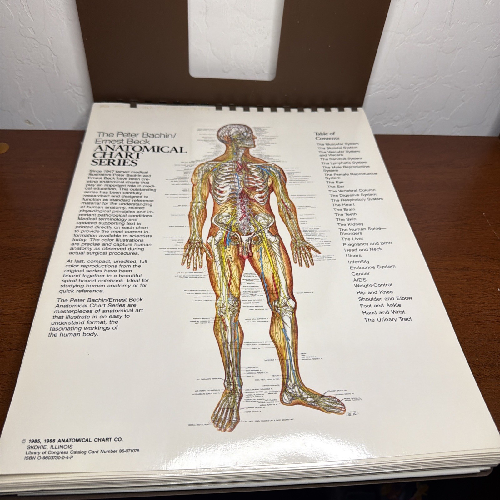 The Anatomical Chart Series By Peter Bachin And Ernest Beck – Desk Size Version