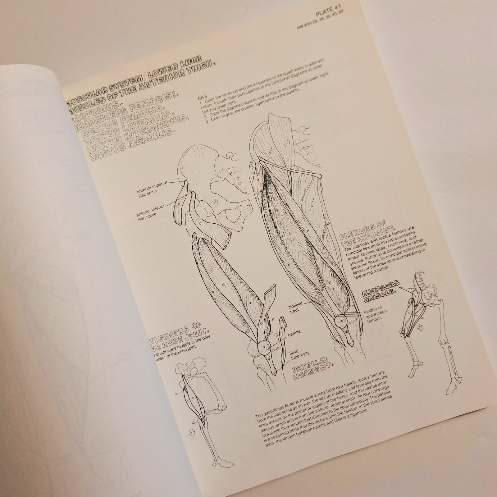 The Anatomy Coloring Book – Paperback By Wynn Kapit