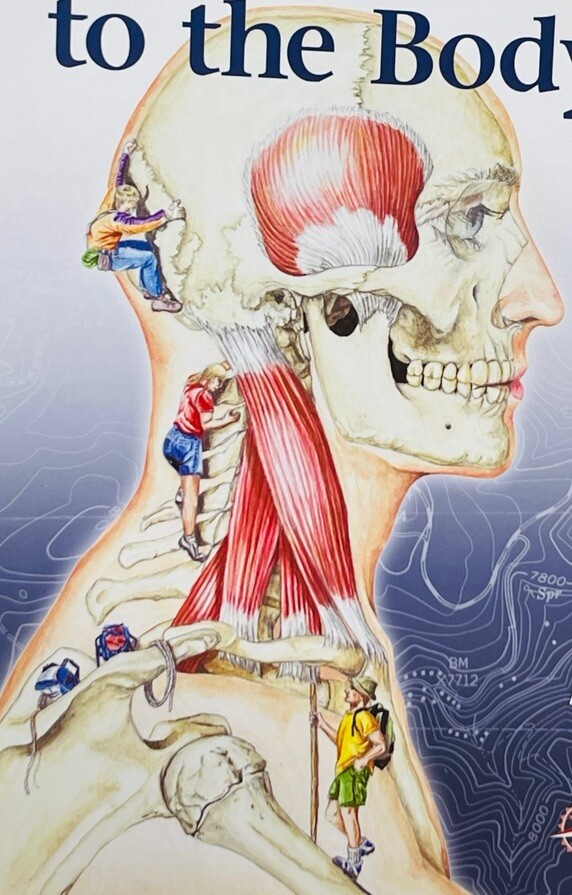 TRAIL GUIDE TO THE BODY STUDENT HANDBOOK ANDREW BIEL 2005 1st ED HANDS ON LEARN