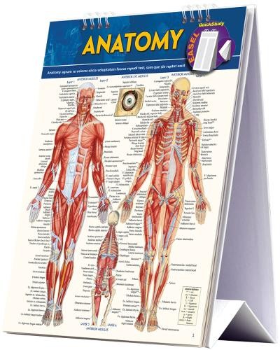 Vincent Perez Anatomy Easel (Spiral Bound)