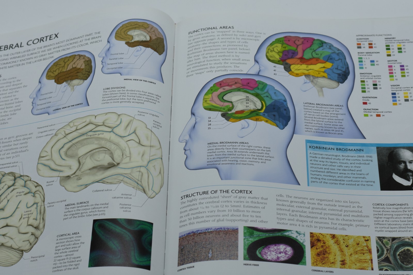 The Human Brain Book by Rita Carter. Hardcover book with SEALED DVD!!! FREE SHIP
