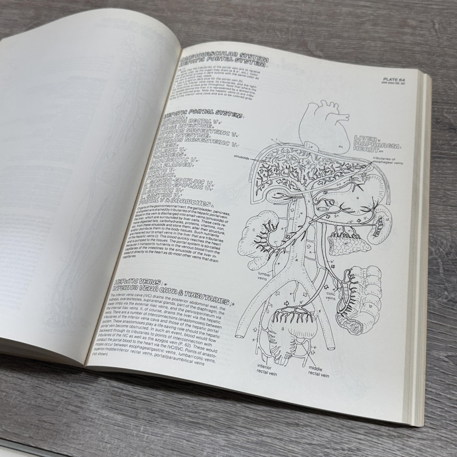 Vintage The Anatomy Coloring Book Kapit Elson Harper & Row Beige PB USA 1977