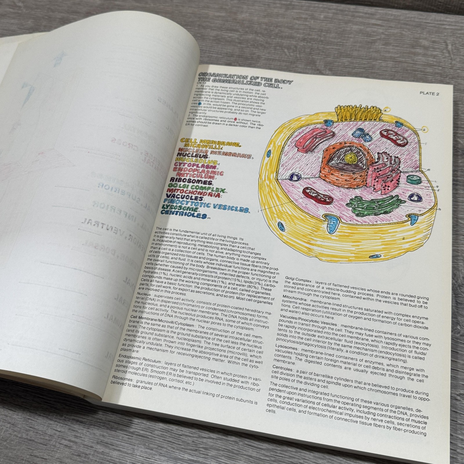 Vintage The Anatomy Coloring Book Kapit Elson Harper & Row Beige PB USA 1977