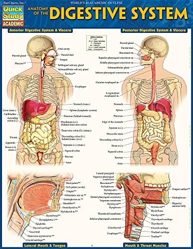 ANATOMY OF THE DIGESTIVE SYSTEM: QUICKSTUDY LAMINATED By Vincent Perez BRAND NEW