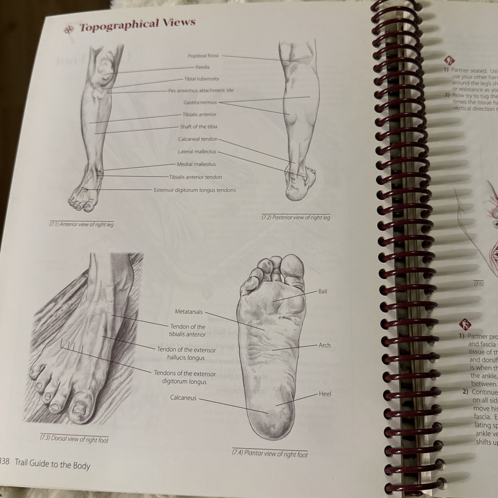 Trail Guide to the Body How to Locate Muscles Bones and More by Andrew Biel PB