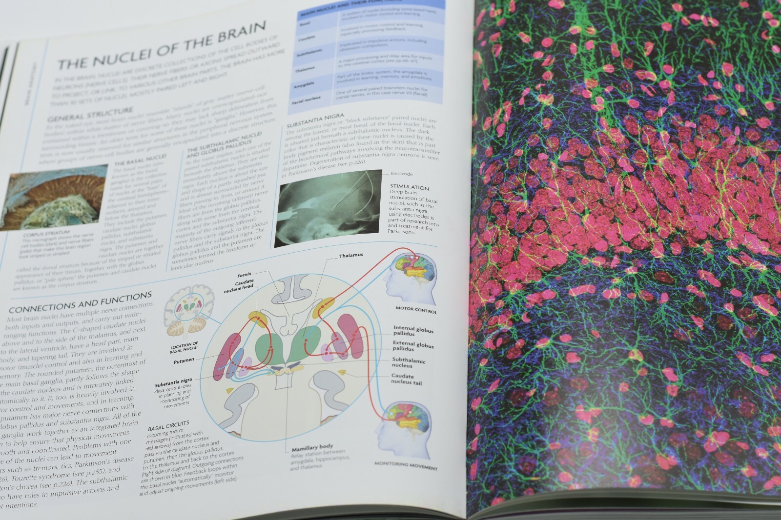 The Human Brain Book by Rita Carter. Hardcover book with SEALED DVD!!! FREE SHIP