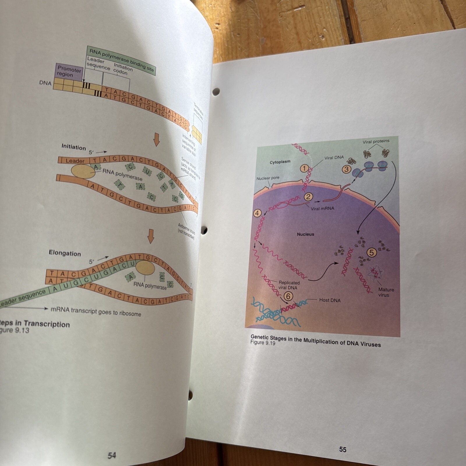 Foundations in Microbiology Student Study Art Notebook
