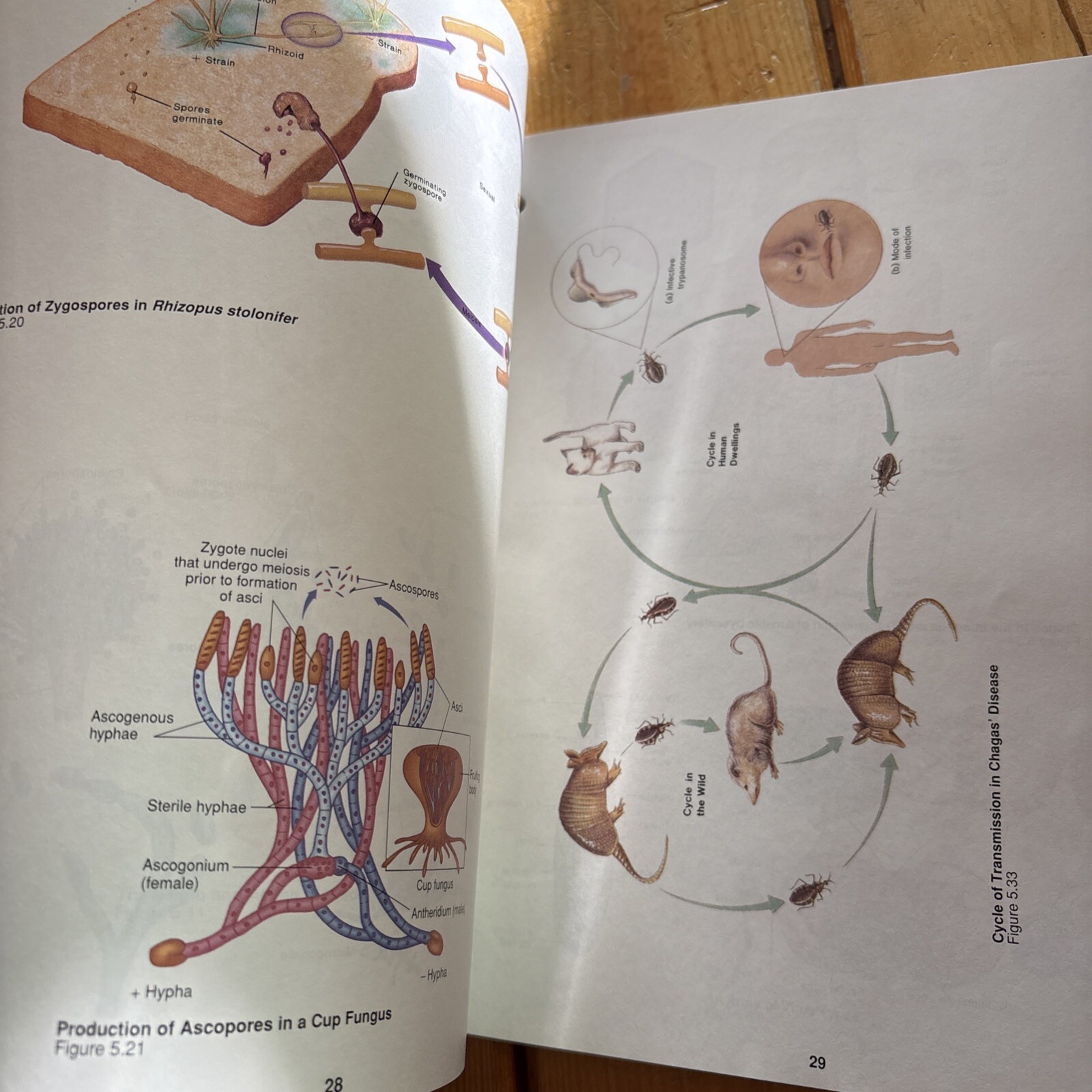 Foundations in Microbiology Student Study Art Notebook