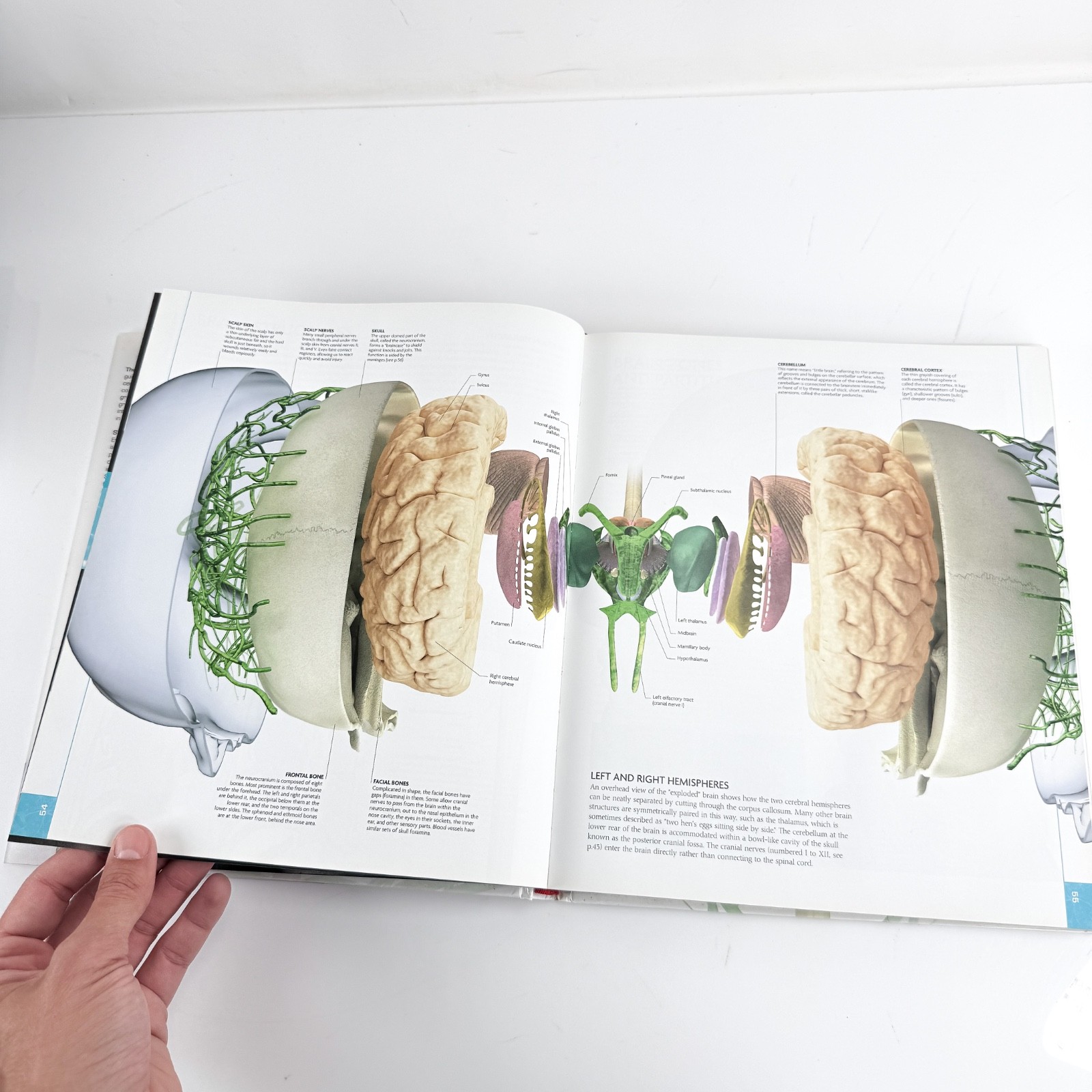 The Human Brain Book by Page, Martyn; Carter, Rita Hardbook