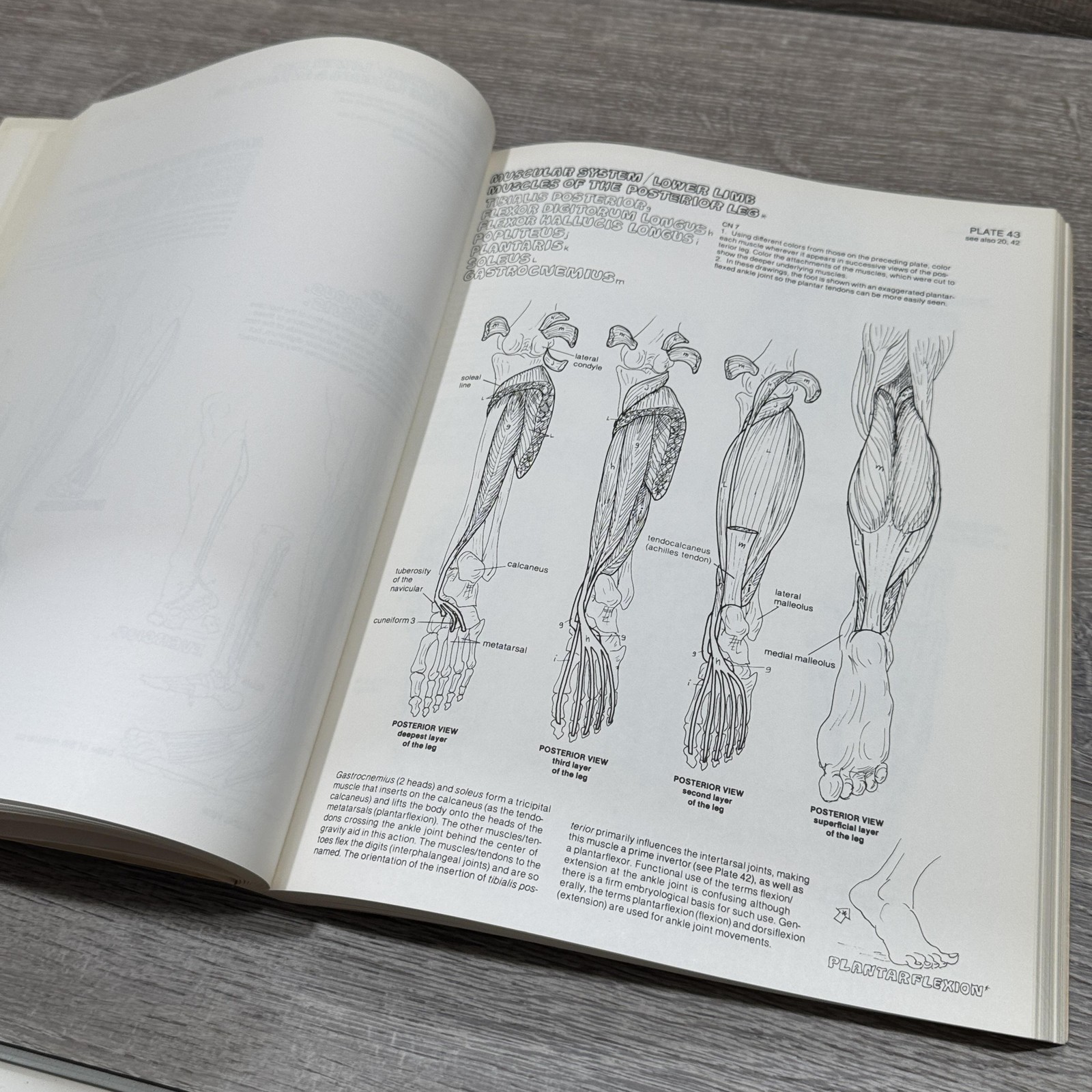 Vintage The Anatomy Coloring Book Kapit Elson Harper & Row Beige PB USA 1977